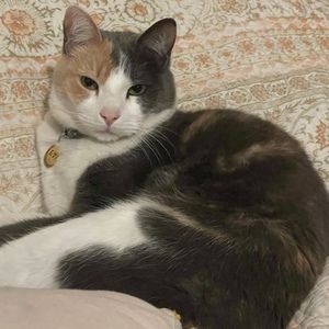 Meet your Posher, Taina